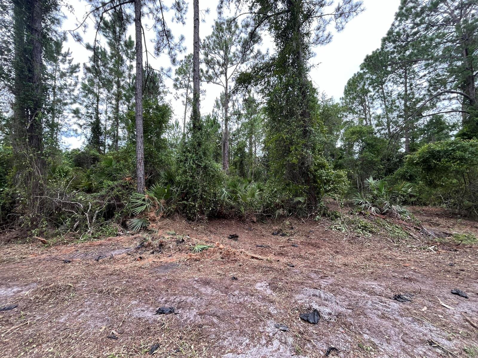 Image - 1