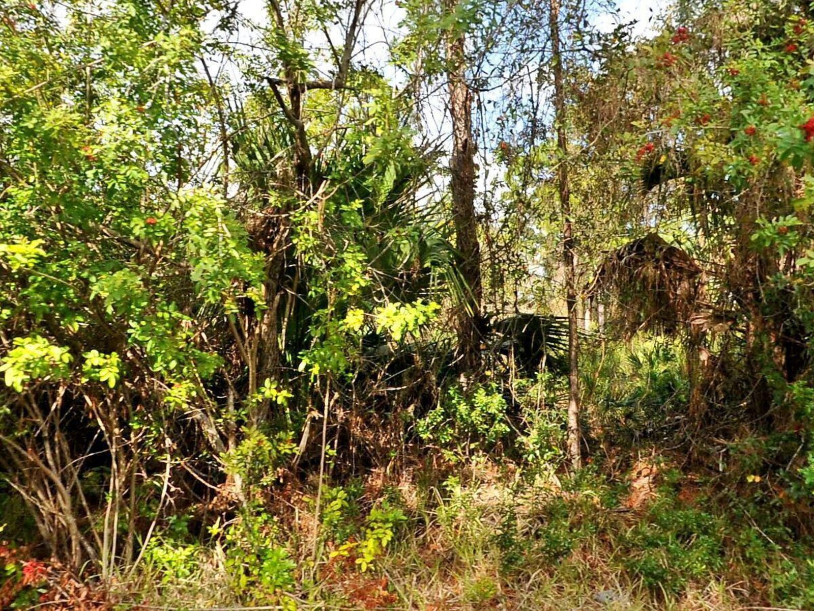 Image - 1