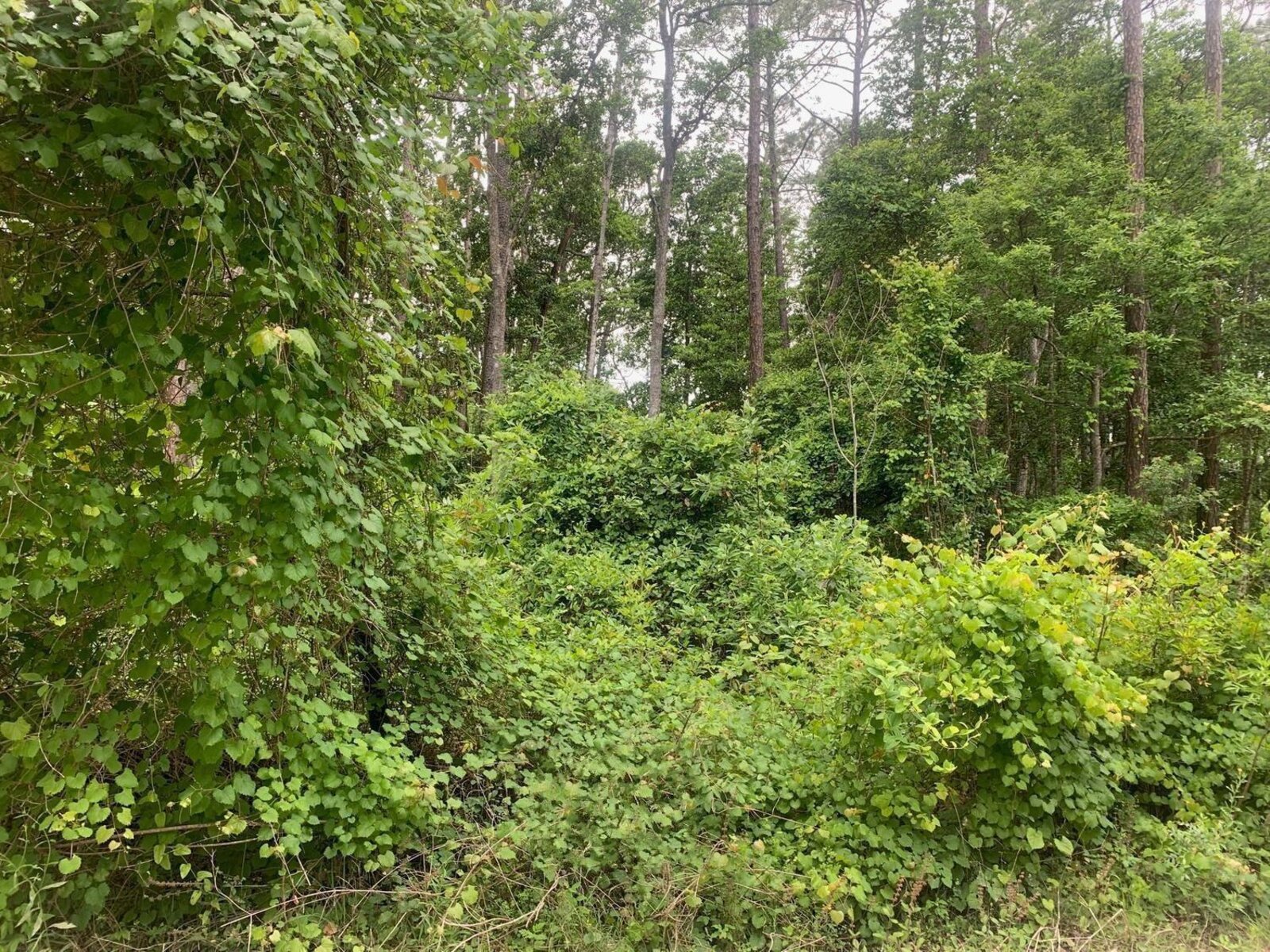 Image - 1