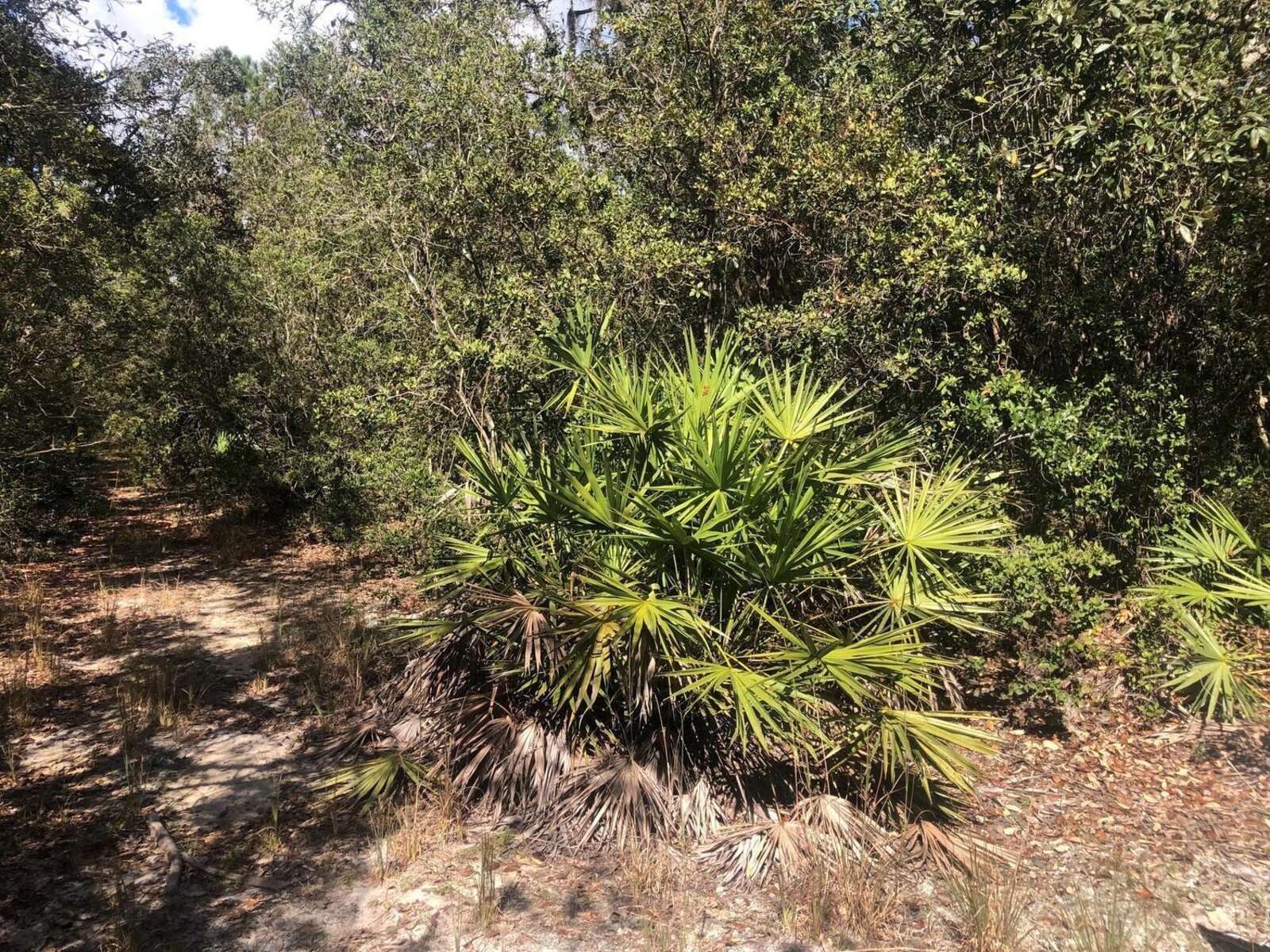 Image - 1