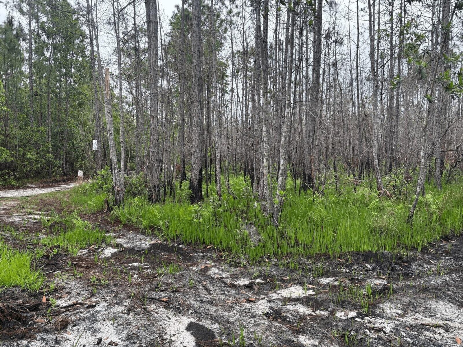 Image - 1