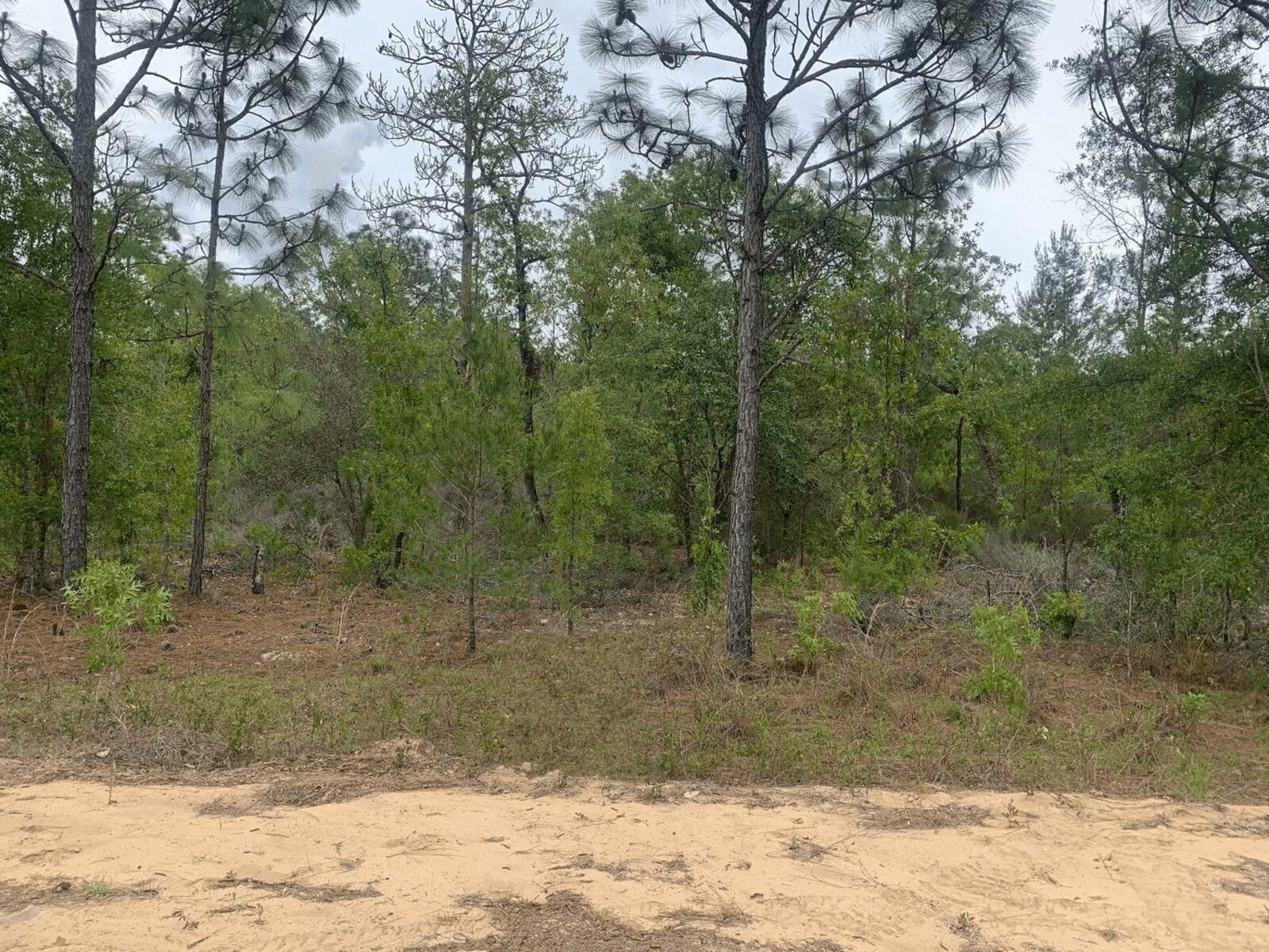 Image - 1