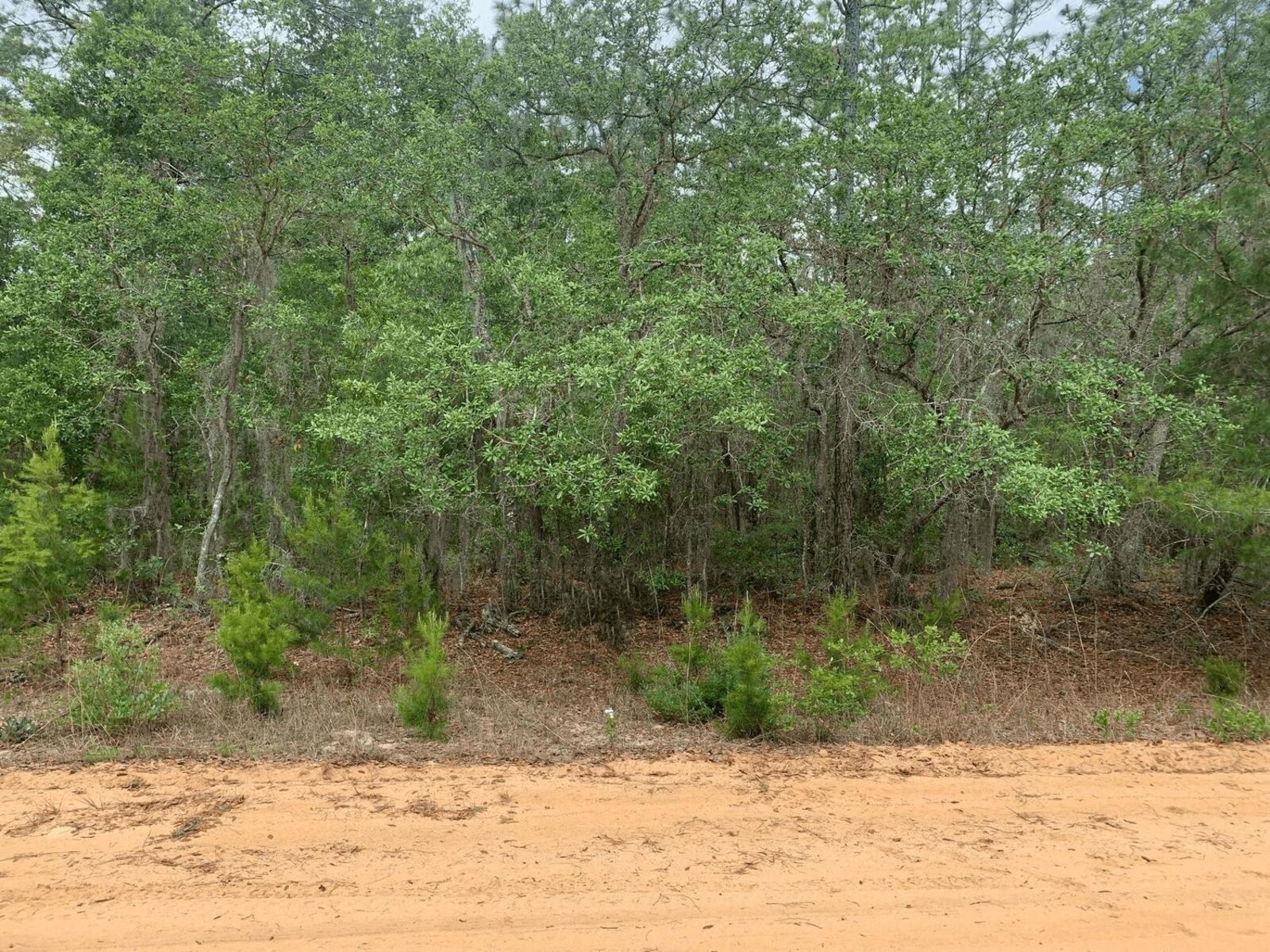 Image - 1