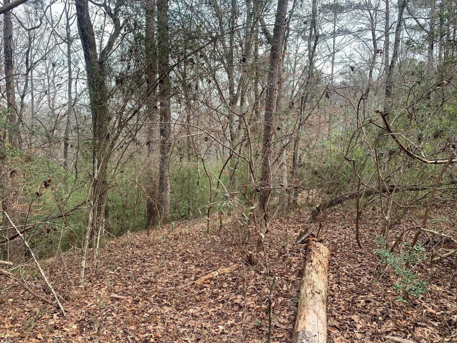Image - 1