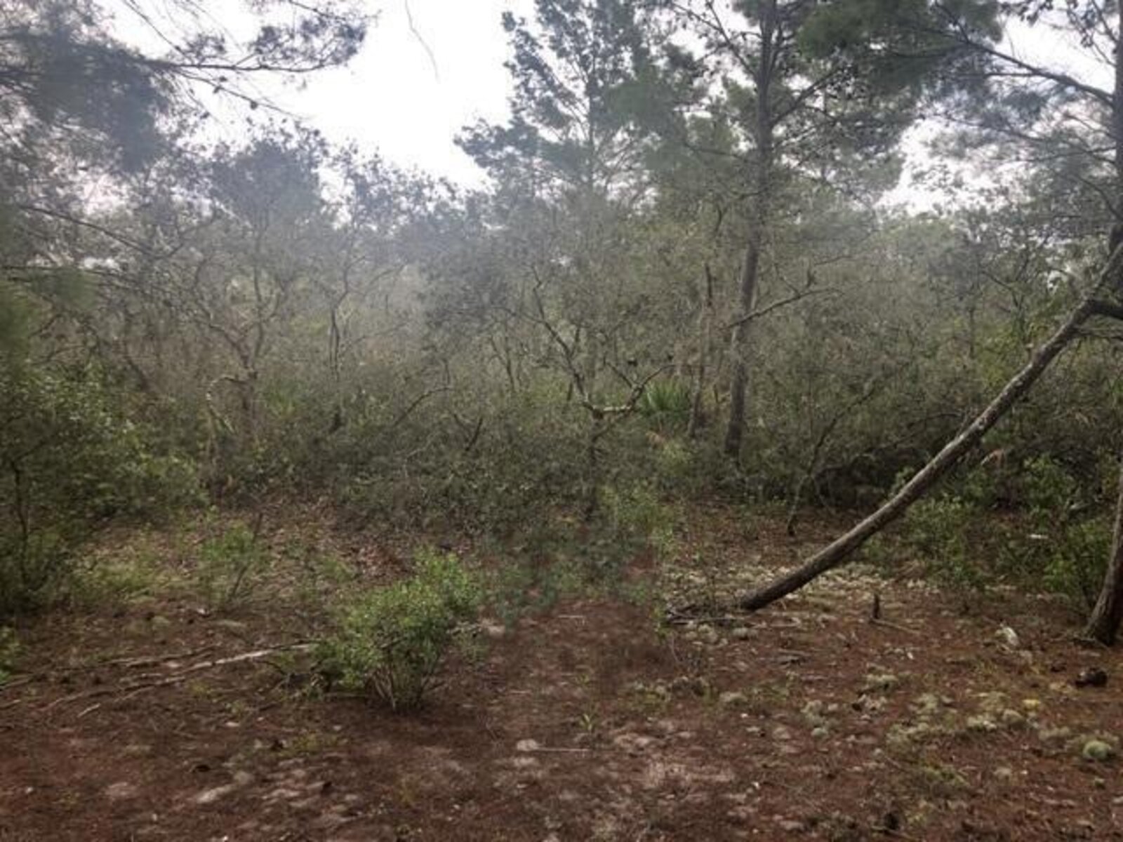 Image - 1