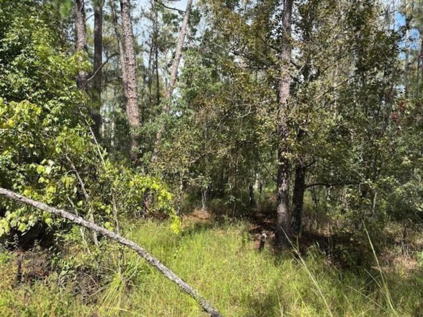 Image - 1