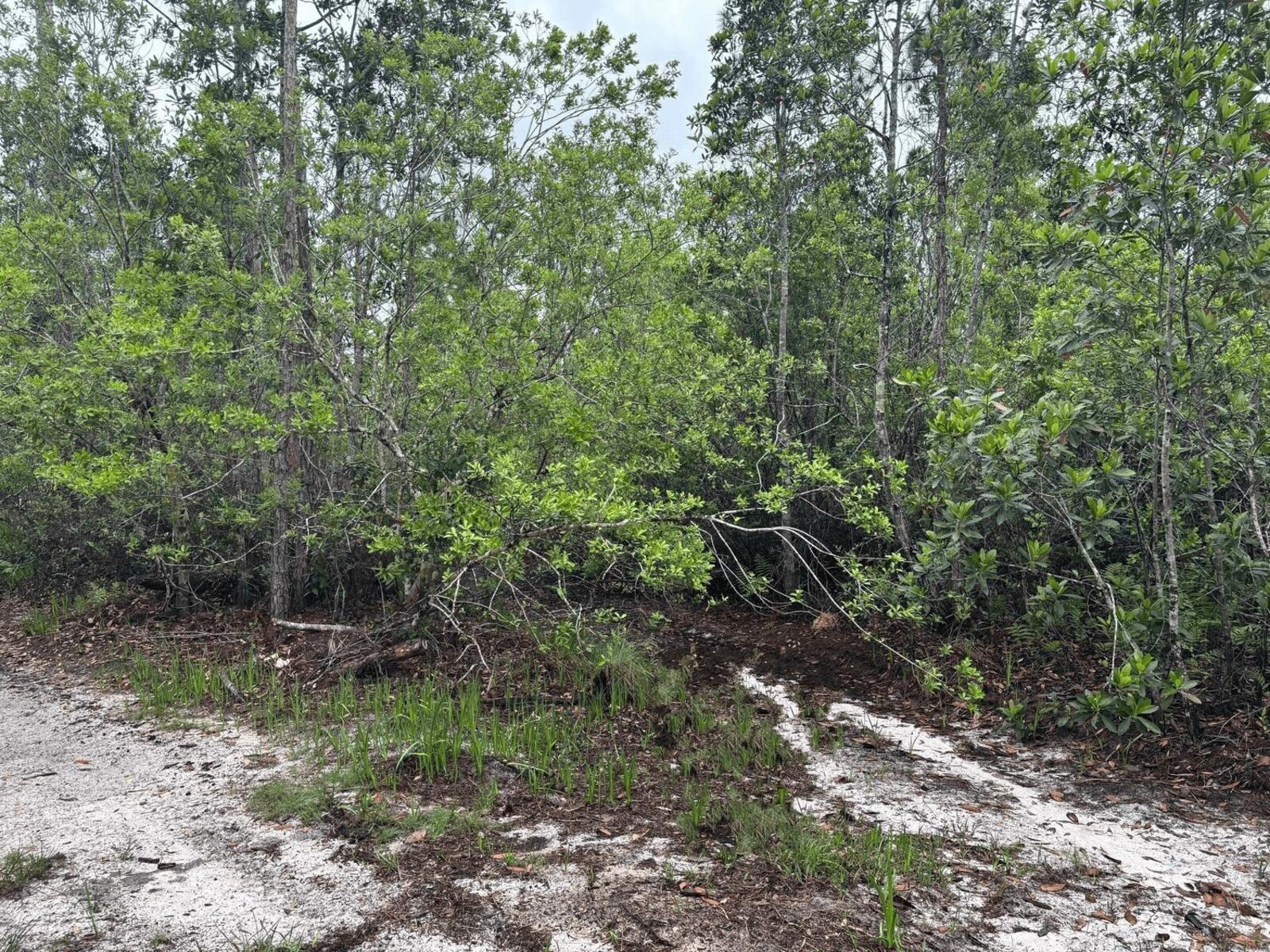 Image - 1