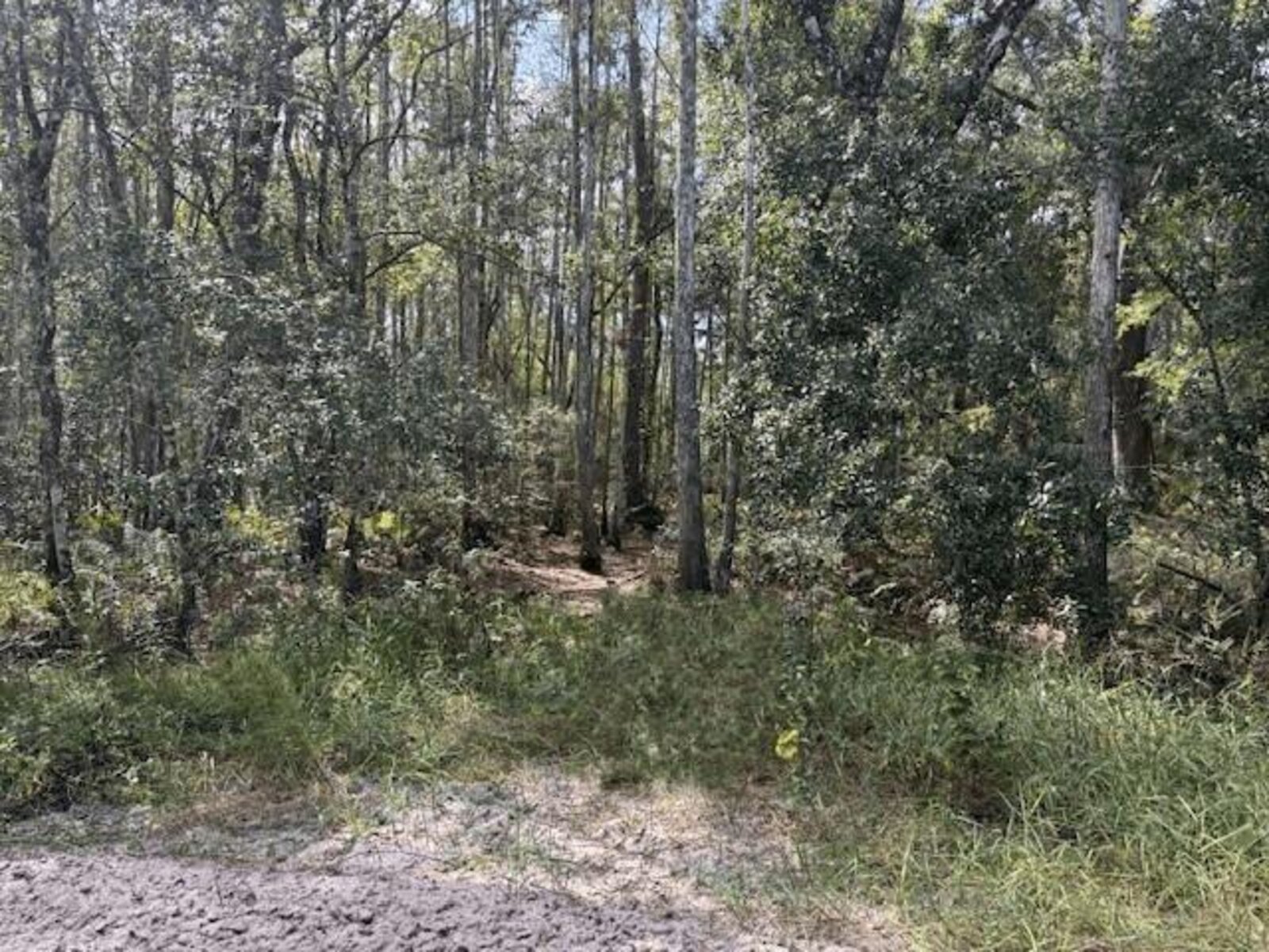 Image - 1