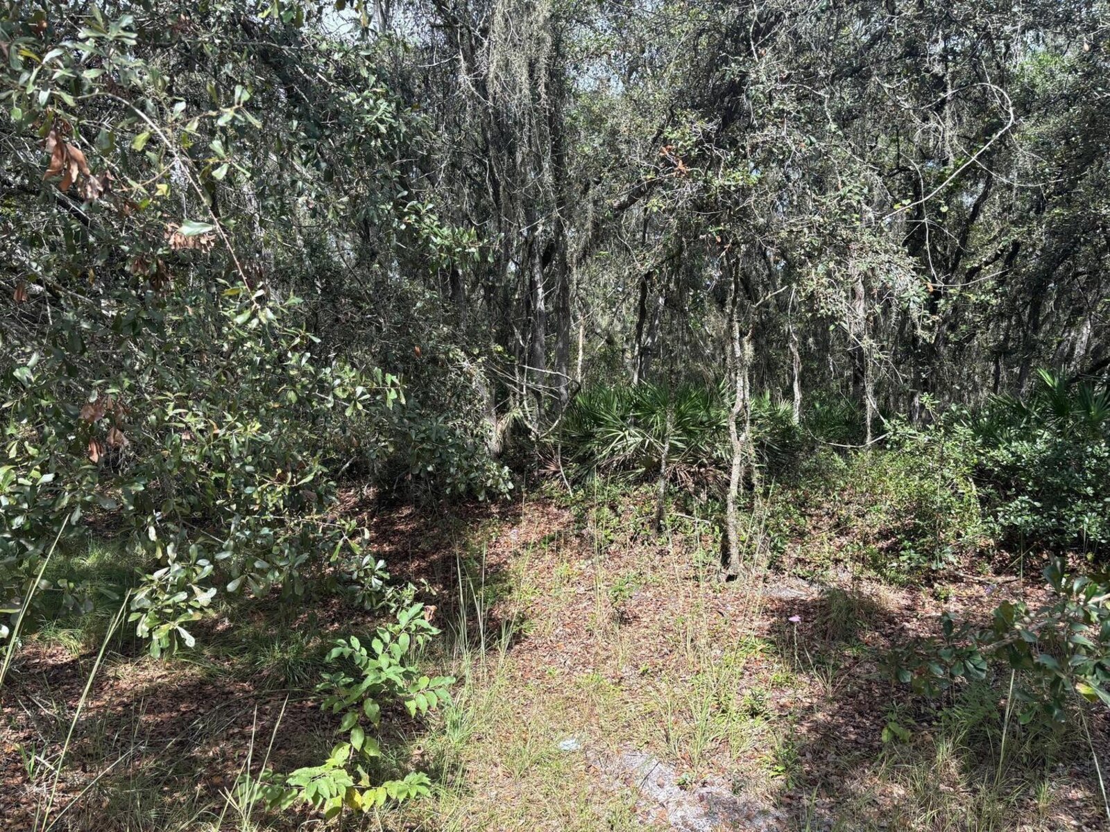Image - 1