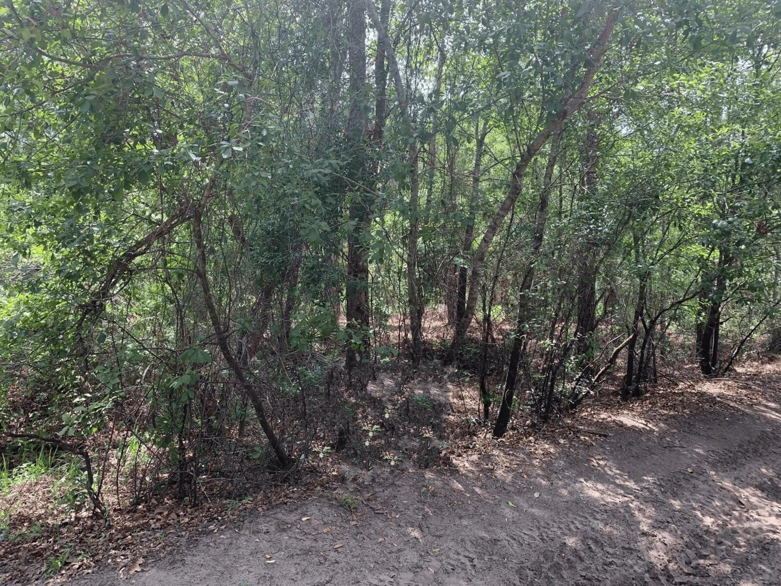 Image - 1