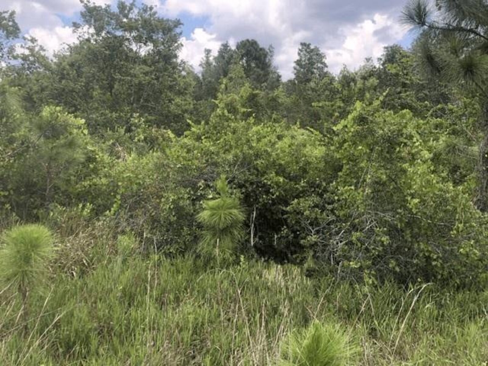 Image - 1