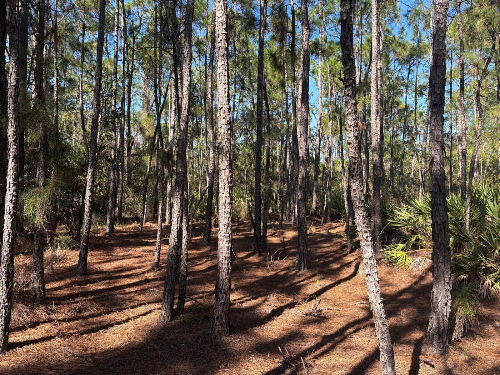 Image - 1