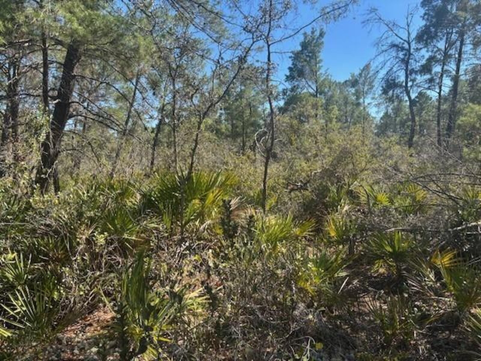 Image - 1
