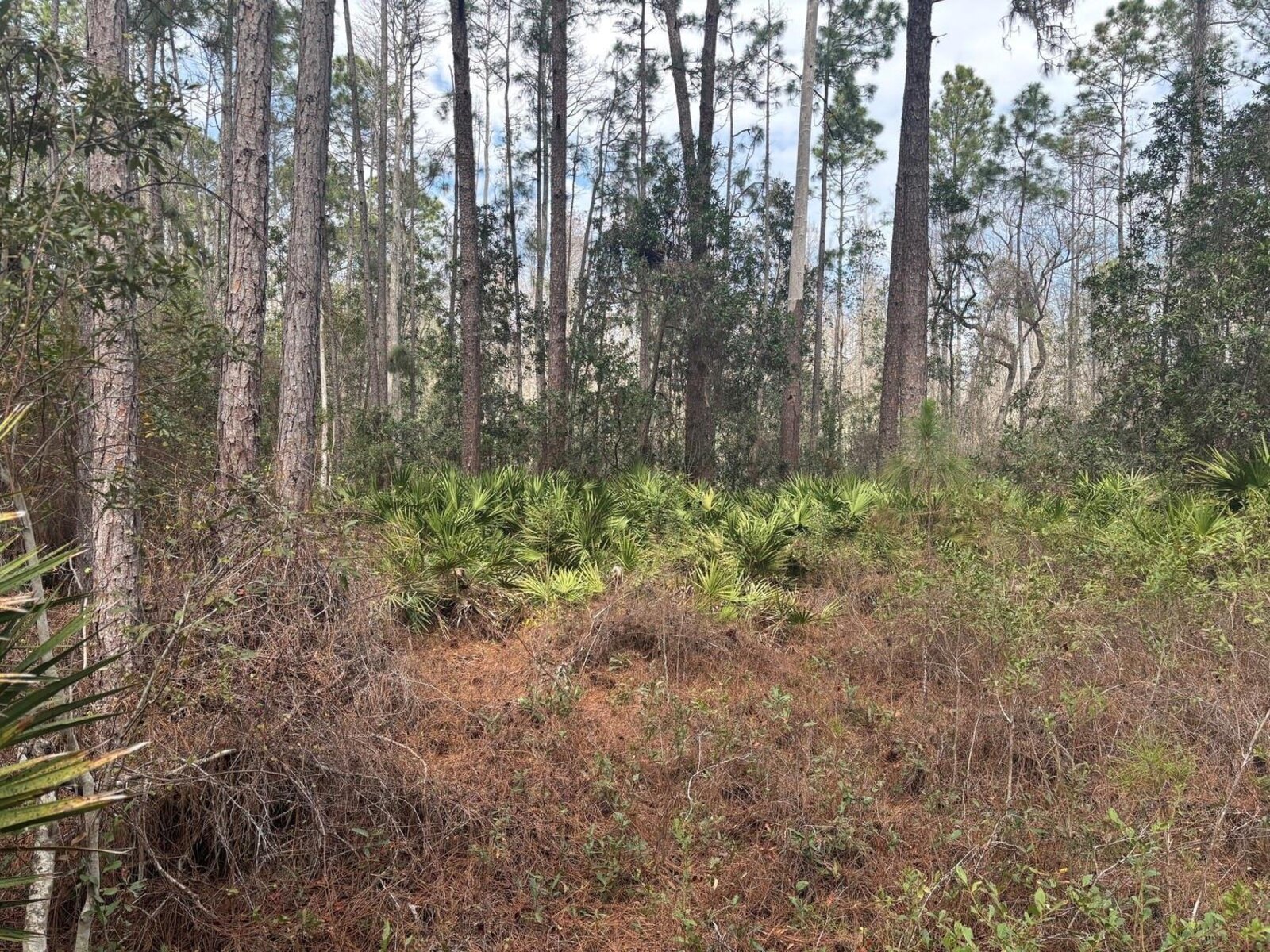 Image - 1