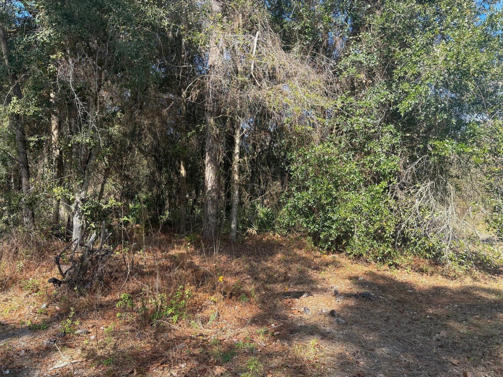 Image - 1