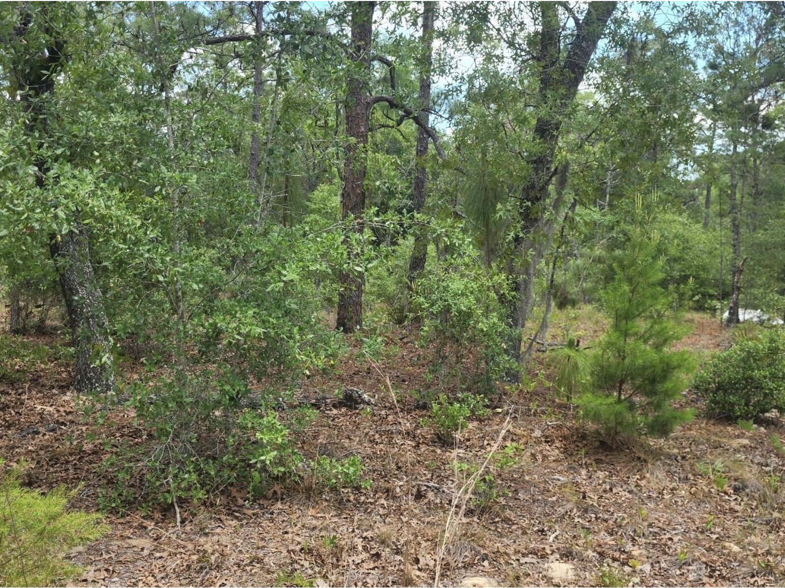 Image - 1