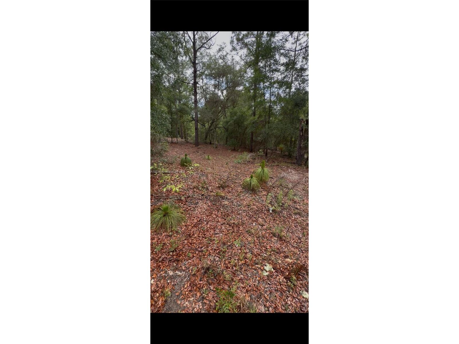 Image - 1