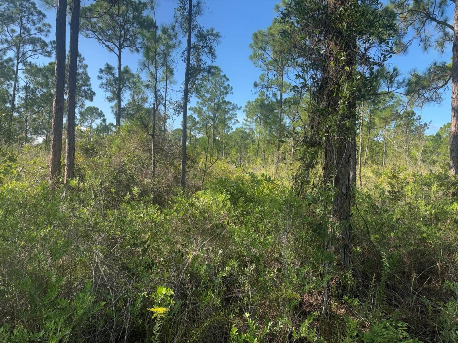 Image - 1