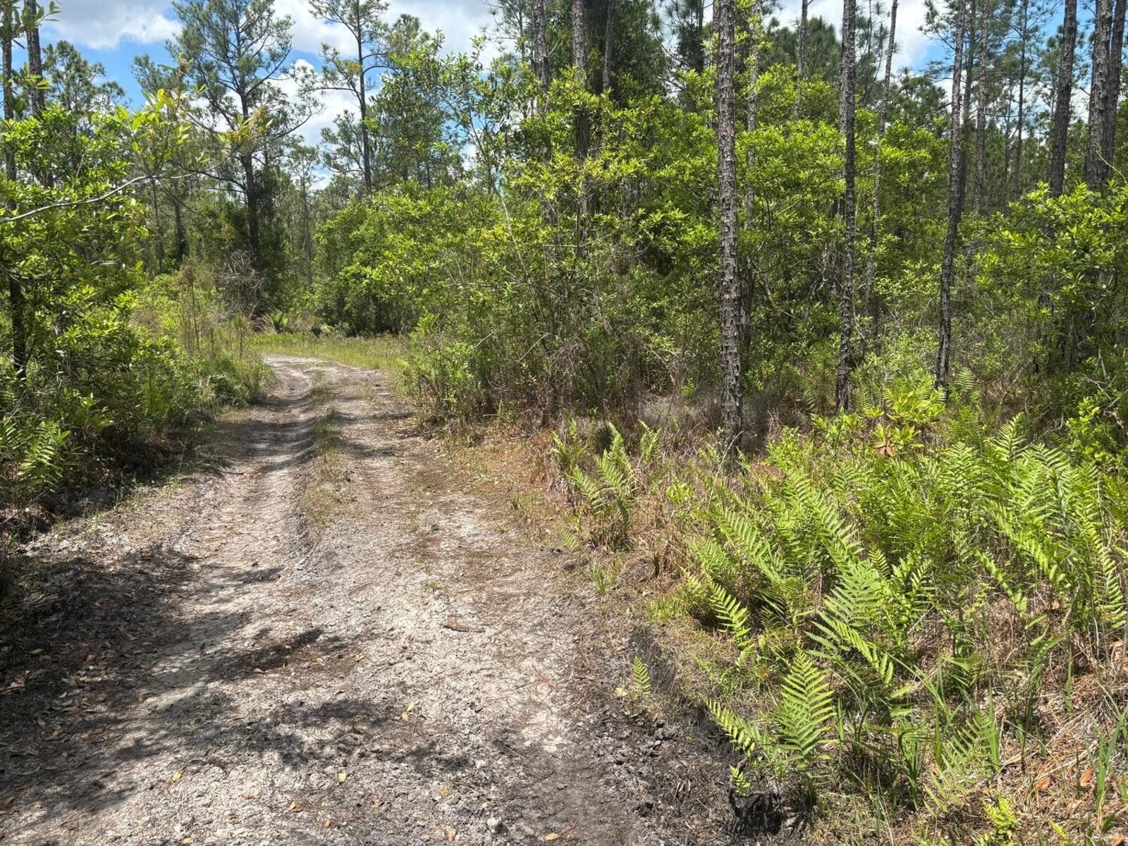 Image - 1
