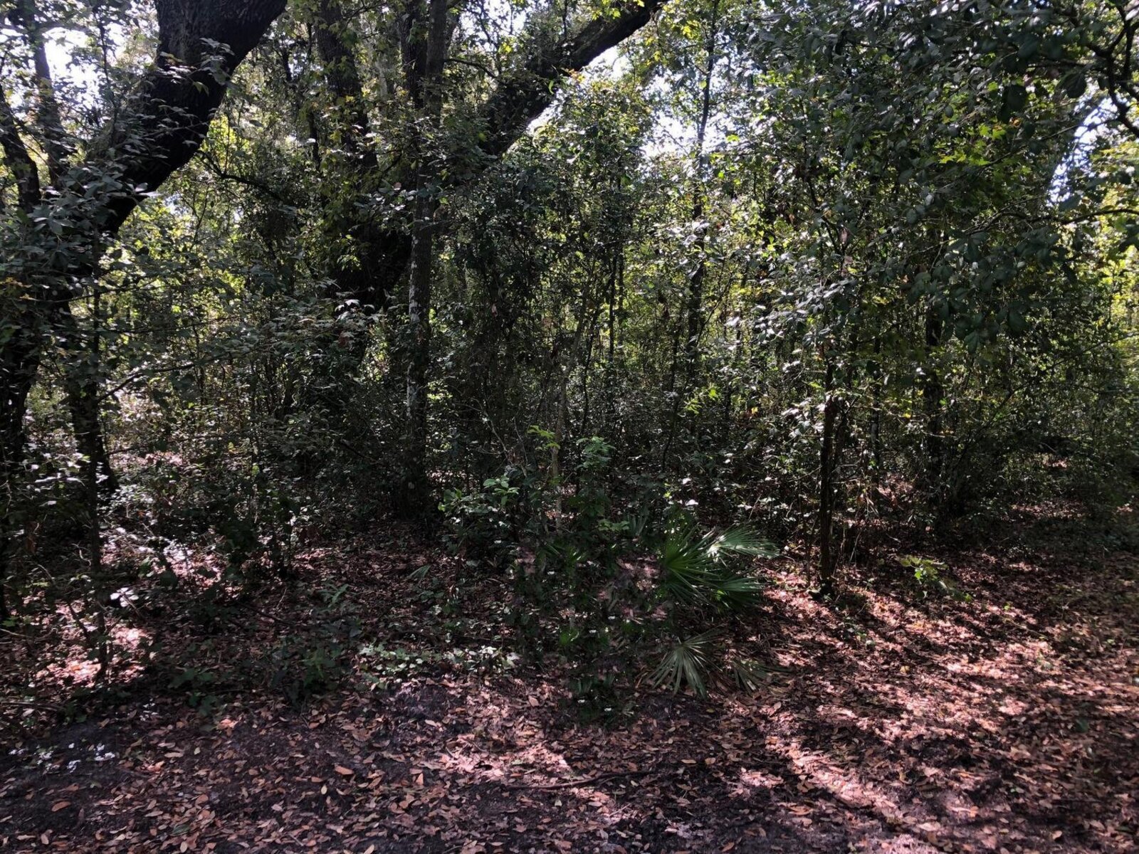 Image - 1