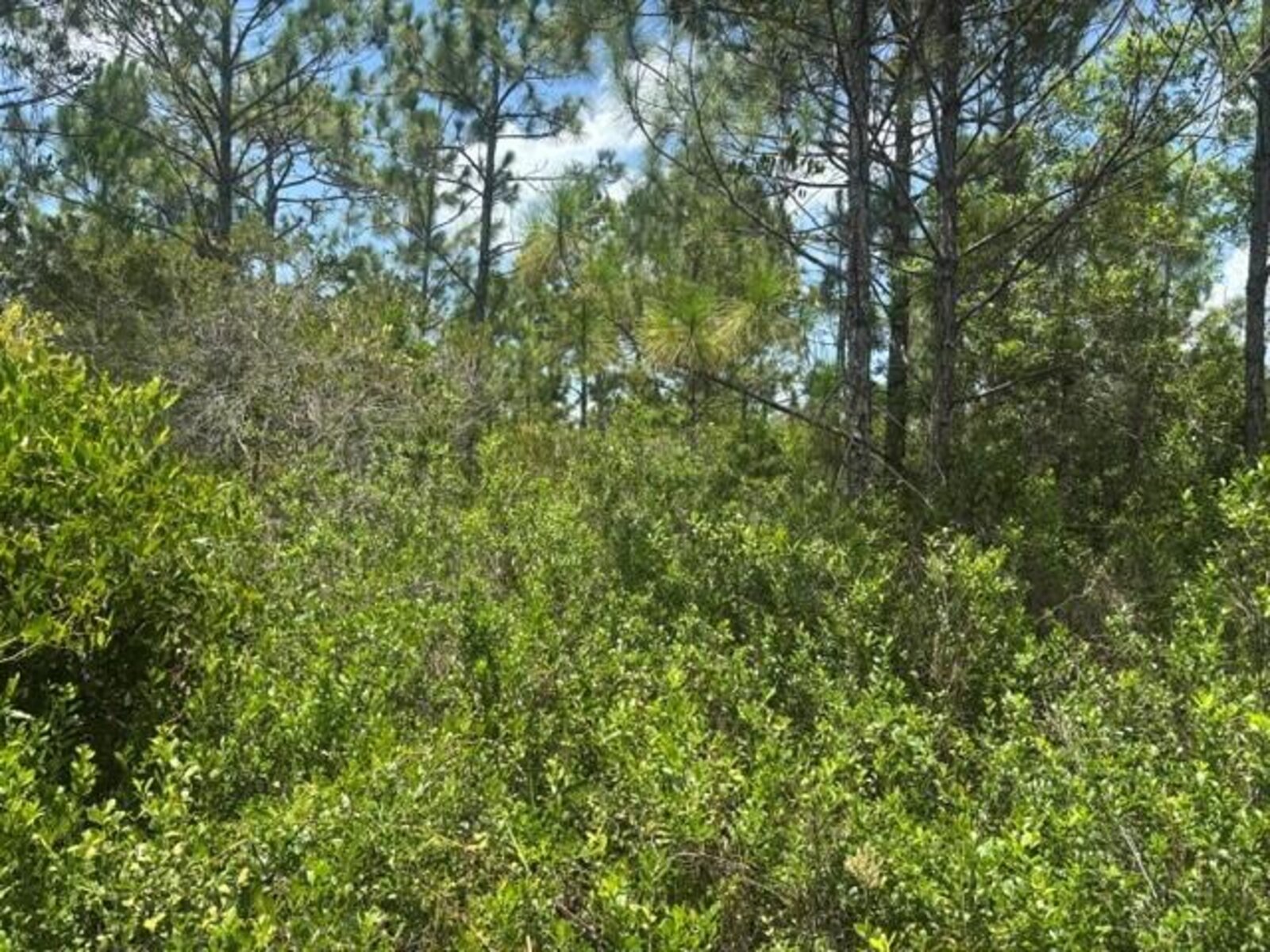 Image - 1