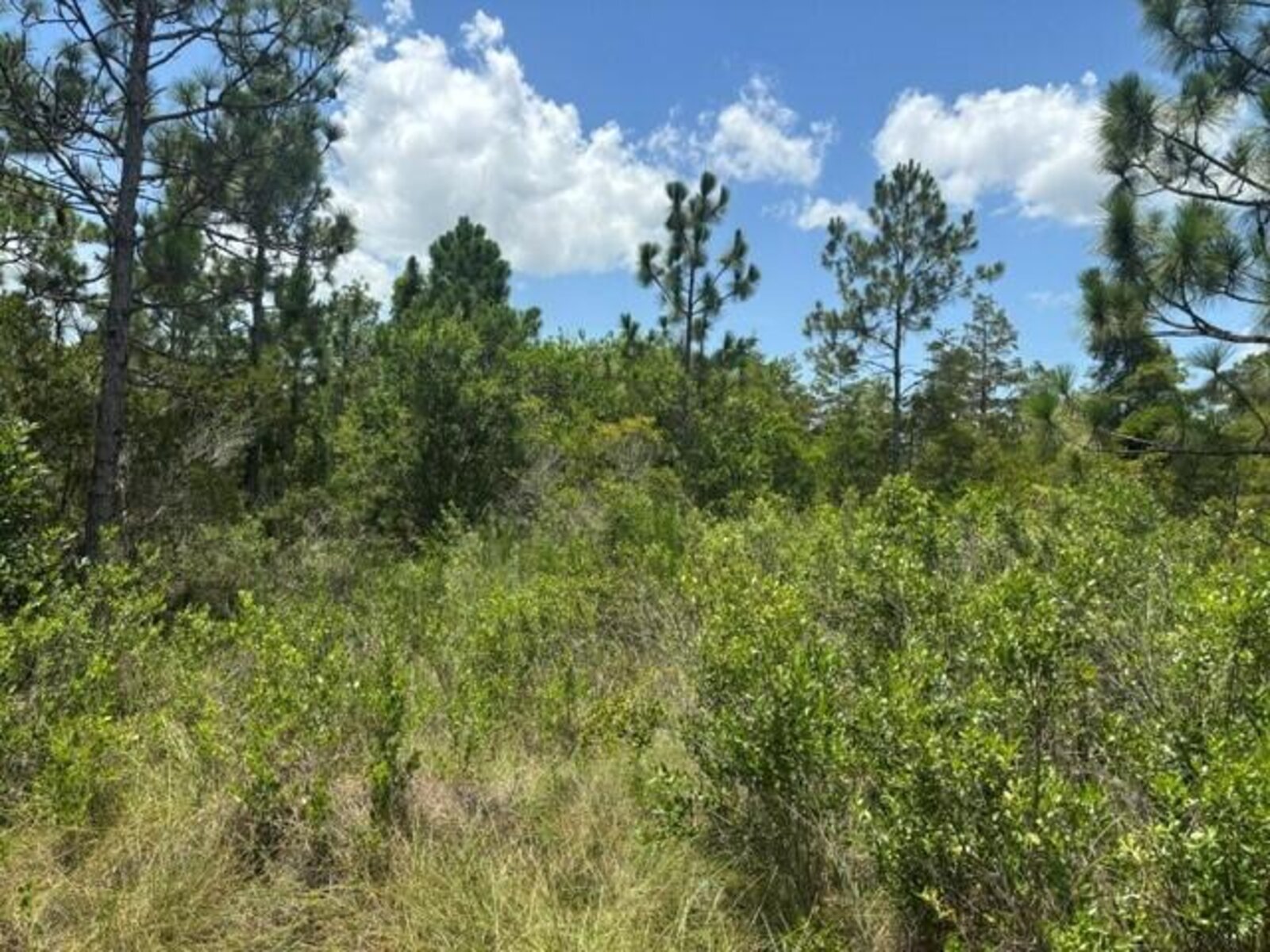 Image - 1
